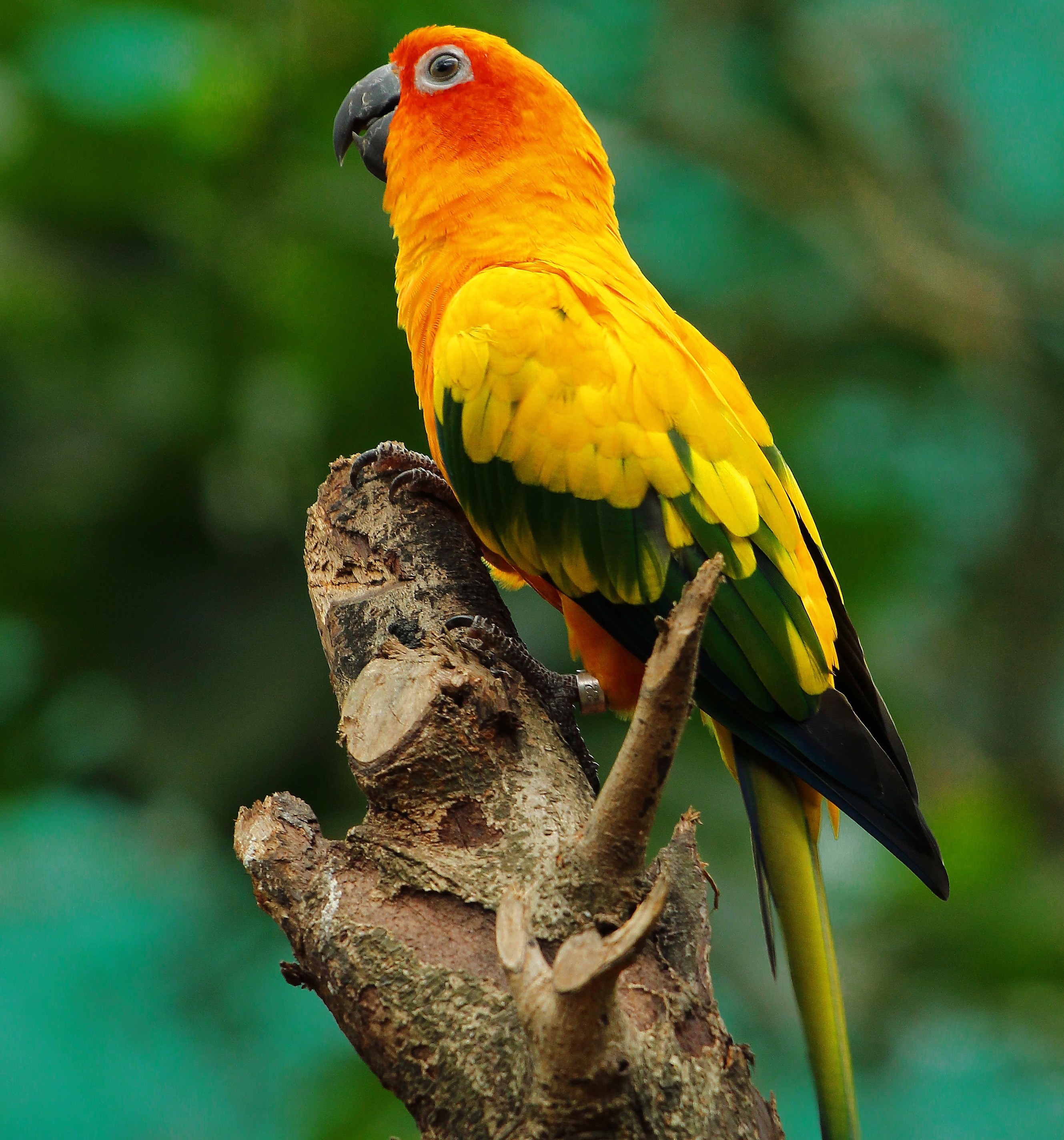 Audio of bird chirping<br><audio controls src='audio/birdsounds 48000 1_01.mp3'></audio>