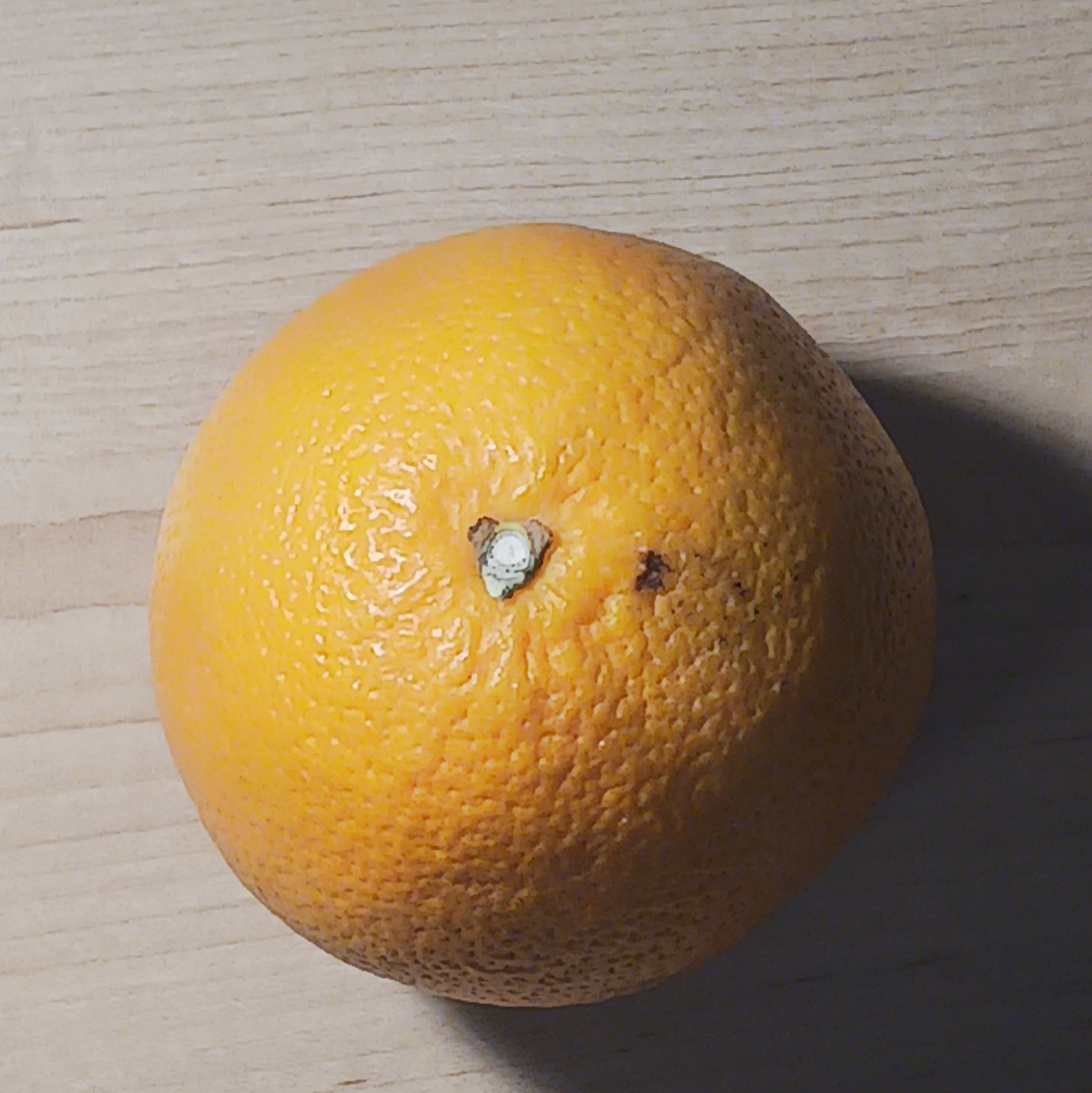 Top-down view of an orange that I will be using as one of my primitives